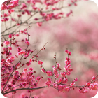 آیکون‌ Spring Wallpaper