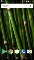 Bamboo Wallpaper HD 4K imagem de tela 3