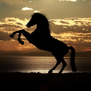 Horse Wallpaper HD - Horse Backgrounds aplikacja