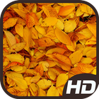 Autumn Wallpapers أيقونة