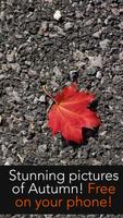 Autumn Wallpapers تصوير الشاشة 3