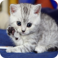 Sevimli Kedi Resimleri HD