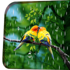 Rainy Bird Live Wallpaper icono