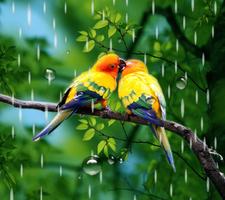 Rainy Bird Live Wallpaper Affiche