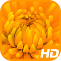 Yellow Wallpaper