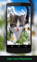 Cat Live Wallpaper plakat