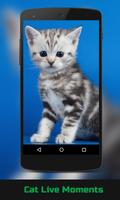 Cat Live Wallpaper 截图 2