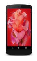 Rose Live Wallpaper Cartaz