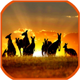 Australia Wallpapers icon