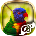 Bird Wallpaper - 4K, HD Wallpaper