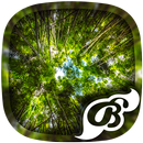 Forest Wallpaper - 4K, HD Wallpaper APK