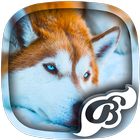 Husky Wallpaper - 4K, HD Wallpaper icon