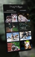 Husky Wallpaper - 4K, HD Wallpaper постер