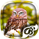 Owl Wallpaper - 4K, HD Wallpaper-APK
