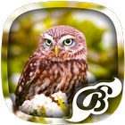 Icona Owl Wallpaper - 4K, HD Wallpaper
