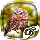 Owl Wallpaper - 4K, HD Wallpaper APK