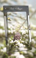 Owl Wallpaper - 4K, HD Wallpaper screenshot 1