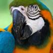 Colorful Parrots Wallpapers