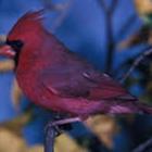 Cardinal Birds Wallpapers أيقونة
