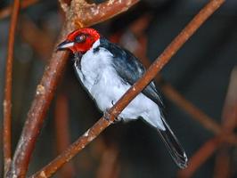 Cardinal Birds Wallpapers plakat