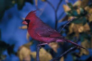 Cardinal Birds Wallpapers скриншот 1