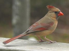 Cardinal Birds Wallpapers تصوير الشاشة 3