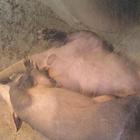 Cute Aardvarks Wallpapers आइकन