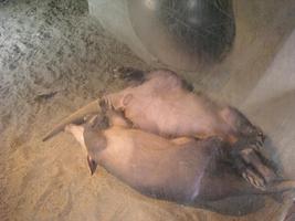 Cute Aardvarks Wallpapers постер