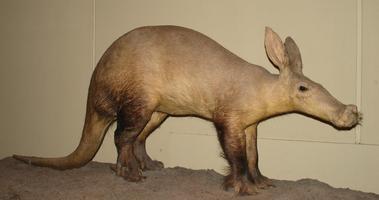 Cute Aardvarks Wallpapers ภาพหน้าจอ 1