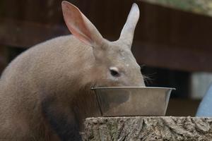 Cute Aardvarks Wallpapers capture d'écran 2