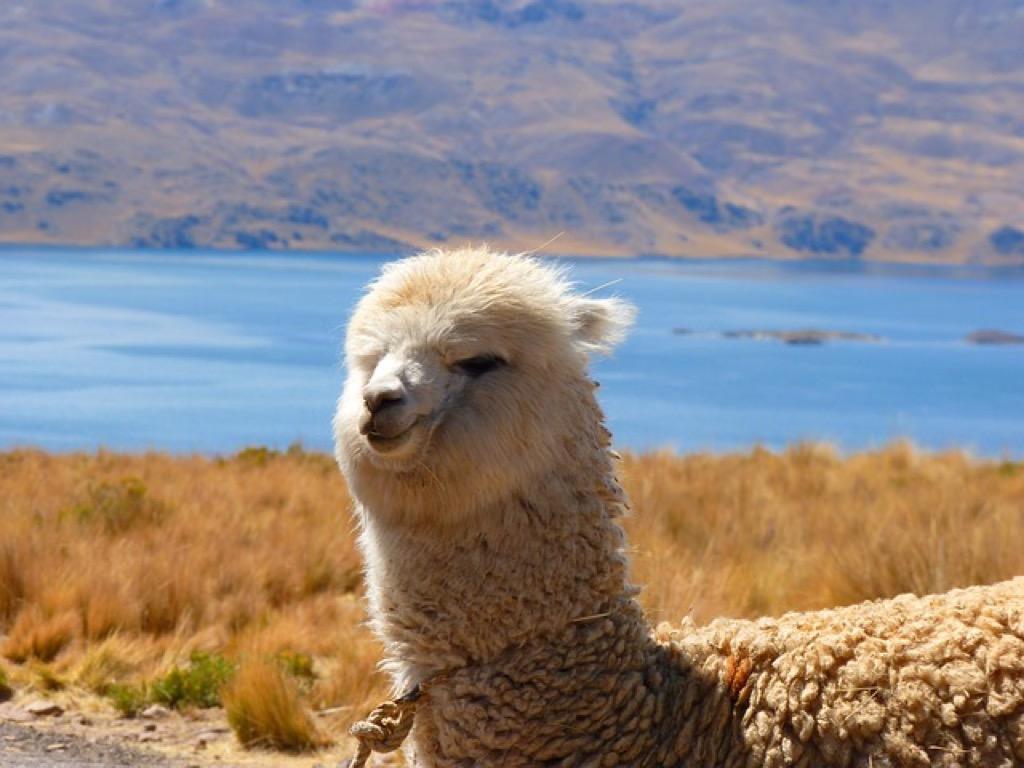 Cute Alpacas Wallpaper Images For Android Apk Download