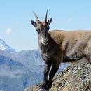 Cute Alpine Ibex Wallpapers APK