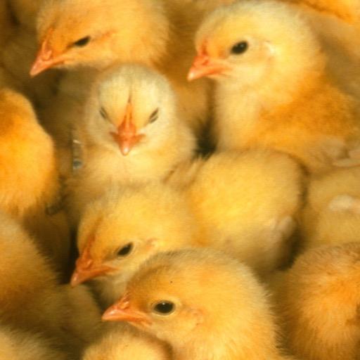 Cute Baby Chicks Wallpapers
