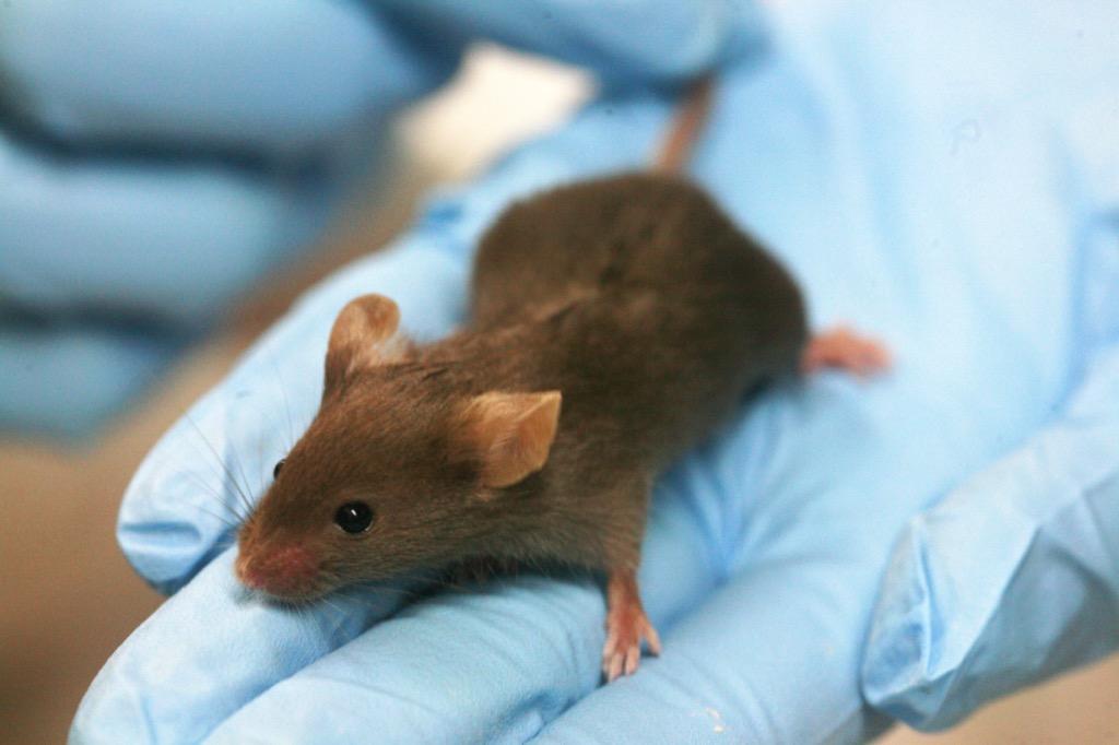 Cute Baby Mice Wallpapers For Android Apk Download Cute Baby Mice Wallpapers For Android Apk Download