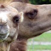 Cute Camels Wallpaper Images icon