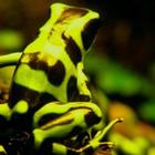 Cute Frogs Wallpaper Images simgesi