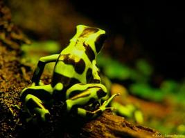 Cute Frogs Wallpaper Images постер