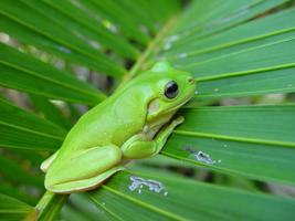 Cute Frogs Wallpaper Images स्क्रीनशॉट 2