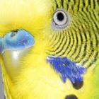 Cute Parakeets Wallpapers icon