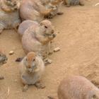 Cute Prairie Dogs Wallpapers-icoon