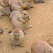 Cute Prairie Dogs Wallpapers