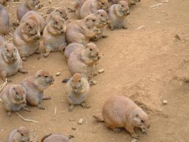 Cute Prairie Dogs Wallpapers-poster