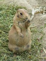 Cute Prairie Dogs Wallpapers syot layar 2