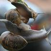 Cute Snails Wallpaper Images