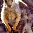 Cute Wallaby Wallpaper Images-APK