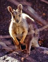 Cute Wallaby Wallpaper Images Affiche