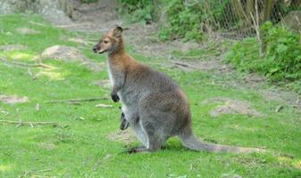 Cute Wallaby Wallpaper Images capture d'écran 1