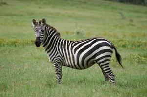 Cute Zebras Wallpaper Images постер