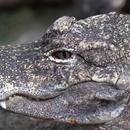 Alligators Wallpaper Images APK