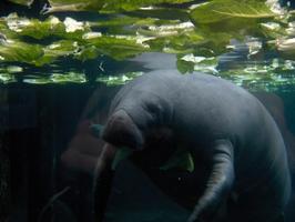 Baby Manatee Wallpaper Images poster